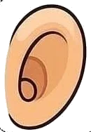Ear