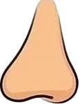 Nose